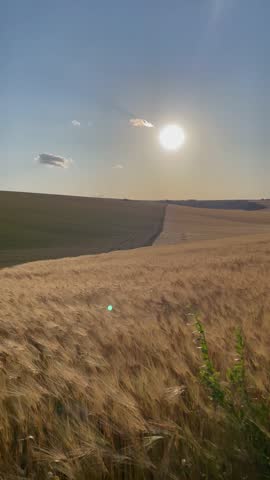 Vertical screen golden wheat spikes sway gently in the evening breeze under a warm sunset sky atmosphere of calm nature and harvest beauty with soft glowing light of dusk