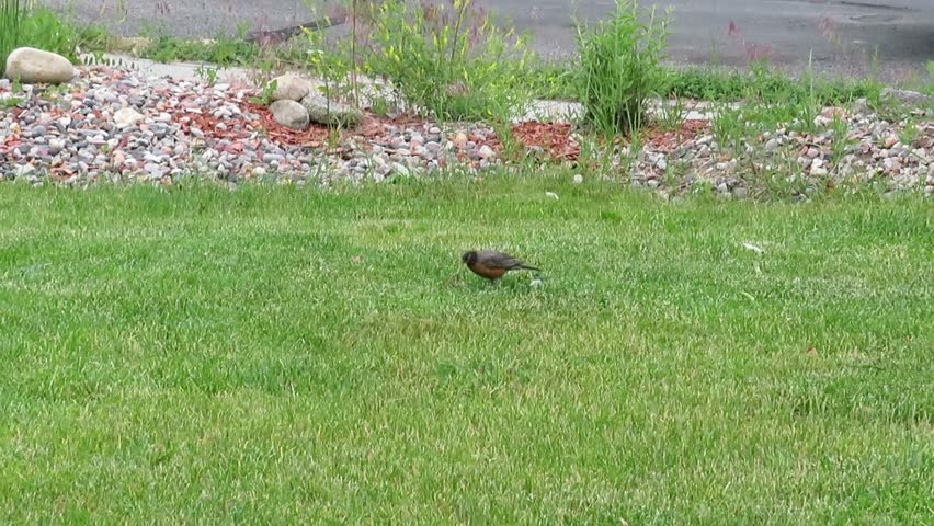 Robin eating a big fat worm