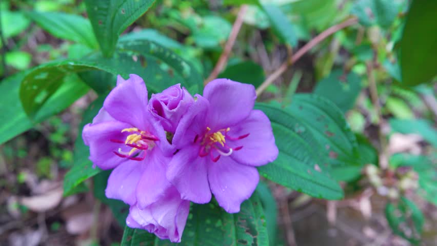 Malabar melastome, Indian rhododendron (Melastoma malabathricum) from Indonesia. Decorative and eastern medicinal plant bacause noxious weed