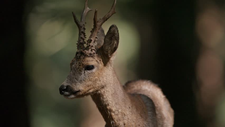 Alert deer with velvet antlers moving through the forest shadows, a glimpse of wildlife in its natural habitat, perfect for nature documentaries or wildlife films