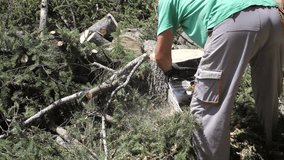 Cutting Pine Tree With Chainsaw Slow Motion - Powered by Shutterstock - Get 15% off with code: PIKWIZARD15