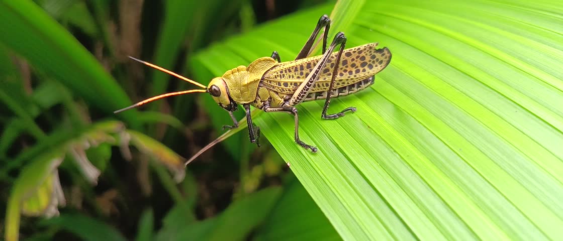 Detailed close-up video of a vibrant yellow grasshopper with black spots moving on green leaves in a tropical rainforest.