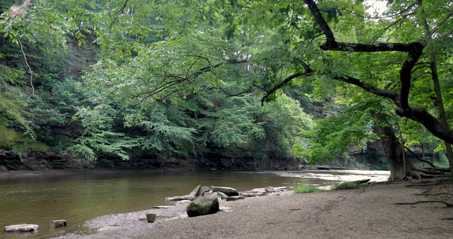 Scenic landscape of large lush green tree by the Tinker