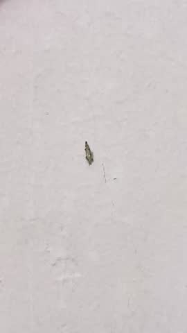 Close-up video of a plaster bagworm, the larva of the casemaking clothes moth (Tinea pellionella), crawling upward on a plain white wall.