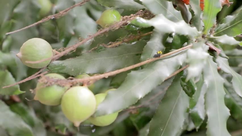 Detail of macadamia nut in a Plant nursery in a Mexican forest