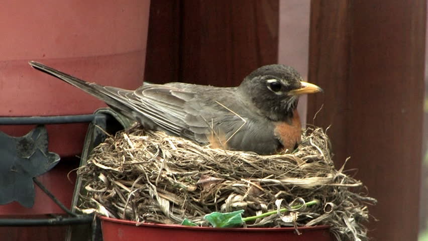 A robin and it's nest.