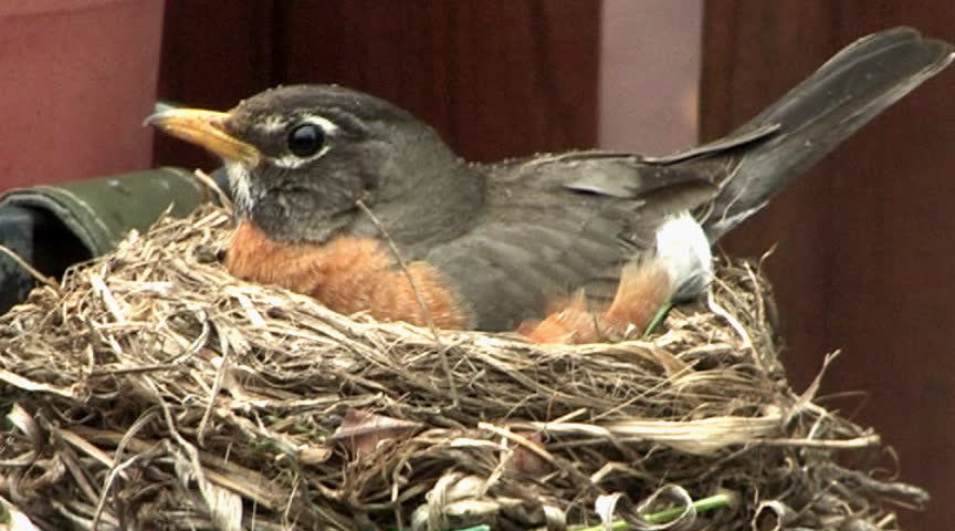 A robin and it's nest.