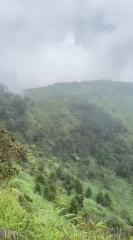 fog on the mountain with green trees