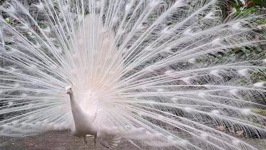 Showtime | The White Peacock
