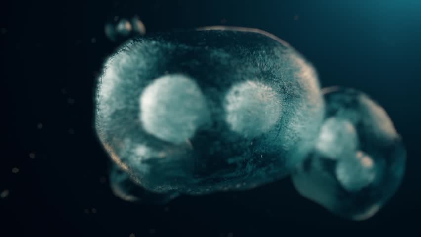 Stem cells dividing under the microscope. Cell division or cloning cells. Cloning close up. Mitosis in process.3d Animation	