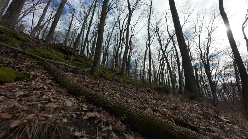 A dreamy shot flying up a wooded hill in a midwestern forest in the winter. The rock ledges are covered in bright green moss, giving the forest some color in the frozen landscape.