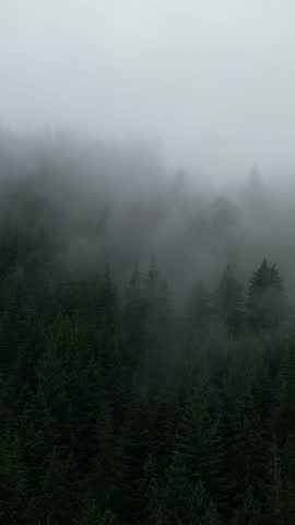 Mysterious Fog Blanketing an Evergreen Forest in British Columbia, Canada on a Moody Overcast Day