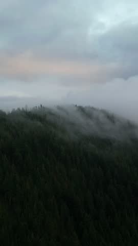 Dense Fog Rolling Through Lush Evergreen Forests on a Mountain in British Columbia, Canada