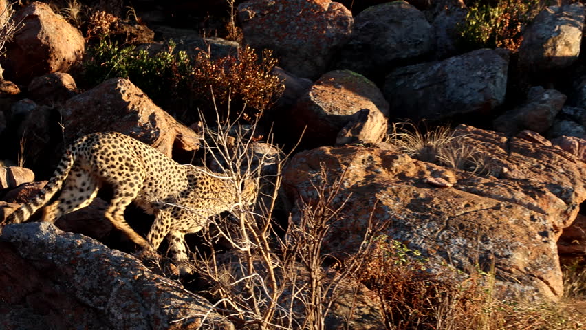 Cheetah at sunrise scramble over boulders in wilderness at rocky outcrop, slomo