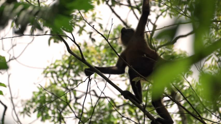 An endangered Geoffroy's spider monkey (Ateles geoffroyi) is seen climbing through the canopy of the rainforest, partially obscured by green leaves.