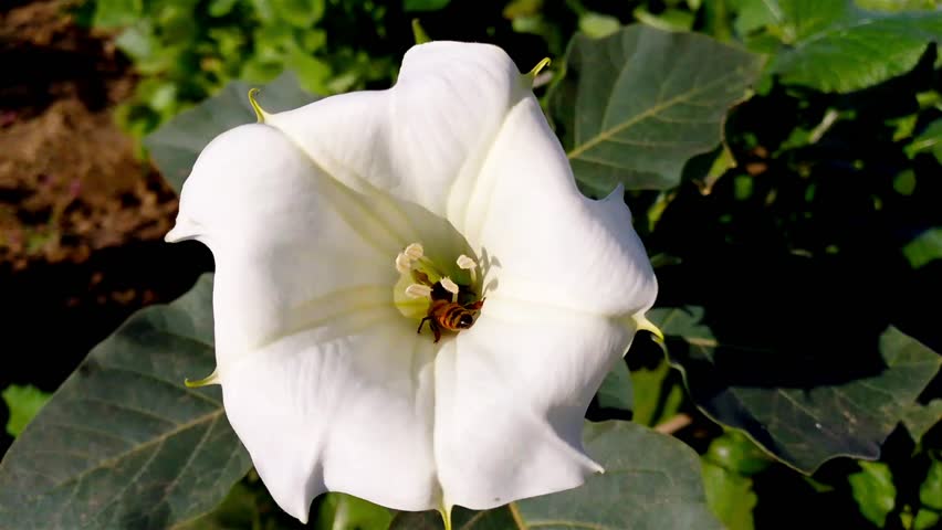 Honey Bee getting food from white flower in the garden - white flowers with insects
