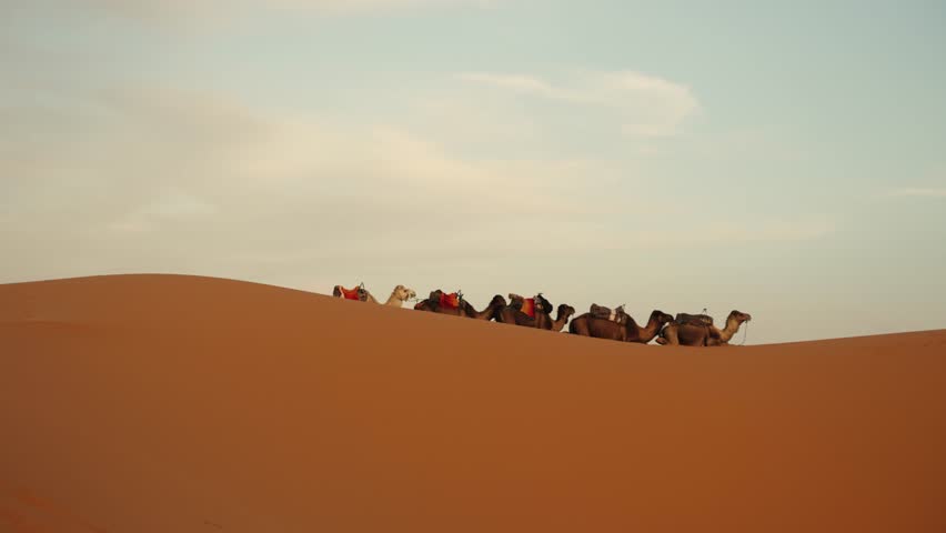 A camel caravan makes its way across a golden sand dune at sunset in the Sahara Desert, Morocco, under a soft pastel sky.