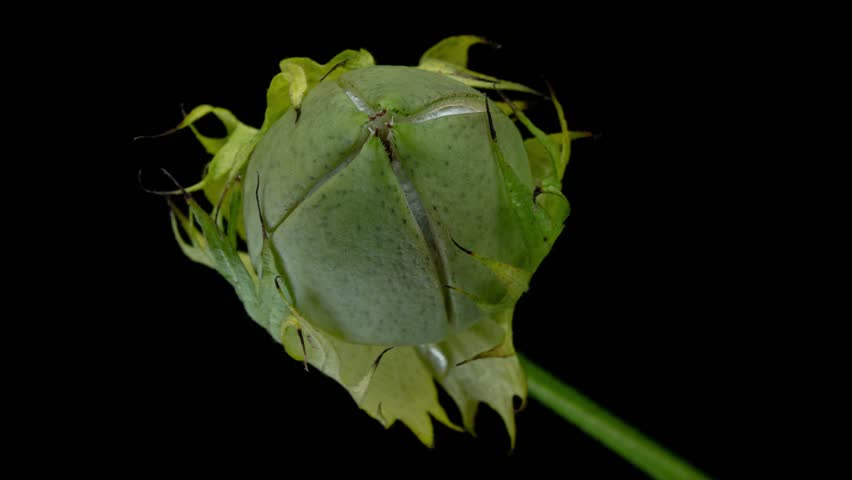 The ripe cotton boll opening and revealing fluffy cotton flower. Opened cotton is ready for harvesting. Growing and harvesting cotton