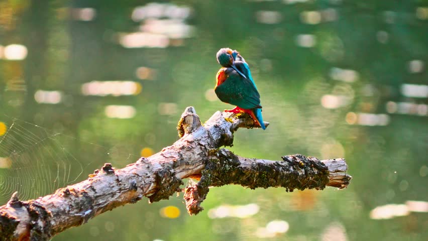 Stunning close-up of a vibrant kingfisher perched on a dead branch above a calm river. The bird’s colorful plumage stands out beautifully against the soft, blurred natural background.