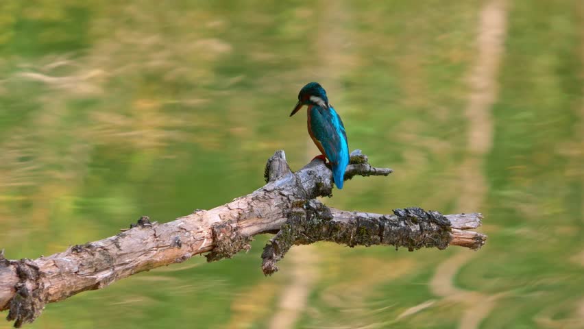Stunning close-up of a vibrant kingfisher perched on a dead branch above a calm river. The bird’s colorful plumage stands out beautifully against the soft, blurred natural background.