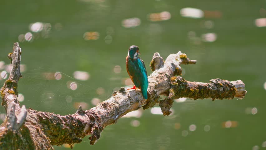 Stunning close-up of a vibrant kingfisher perched on a dead branch above a calm river. The bird’s colorful plumage stands out beautifully against the soft, blurred natural background.