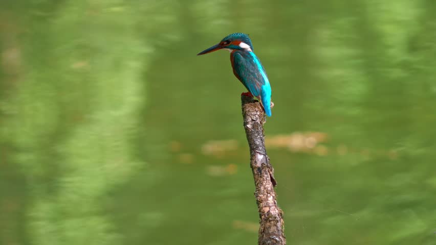 Stunning close-up of a vibrant kingfisher perched on a dead branch above a calm river. The bird’s colorful plumage stands out beautifully against the soft, blurred natural background.