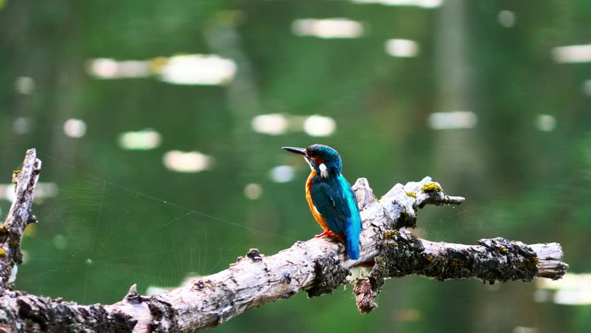 Stunning close-up of a vibrant kingfisher perched on a dead branch above a calm river. The bird’s colorful plumage stands out beautifully against the soft, blurred natural background.