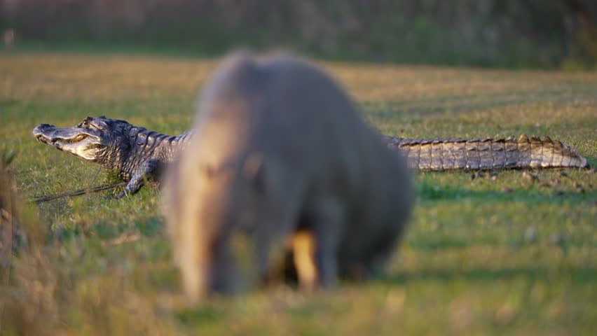 Capybara grazes on green grass while yacaré caiman rests in the background under daylight in Iberá wetlands, Argentina.