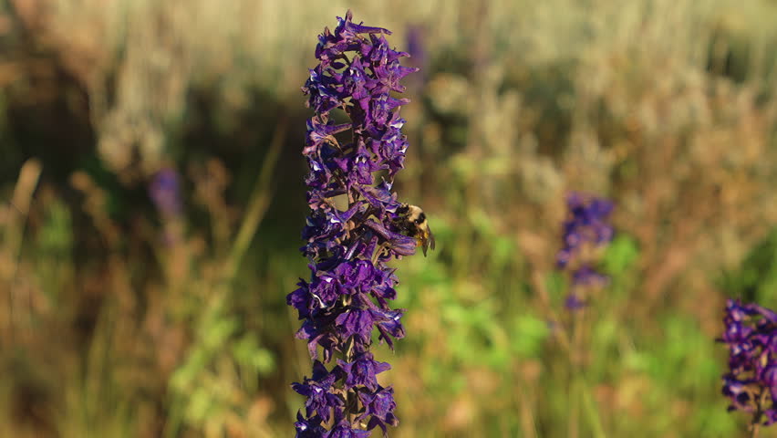 Bee Collecting Pollen On Purple Wildflower - Close Up