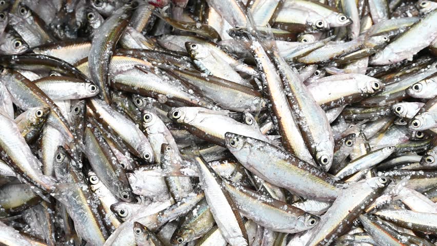 Small Anchovies silver fish. Fish sprats at the fish market. Fresh organic fish
