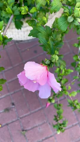 video hibiscus flower on a cement background, Chinese rose, floral background