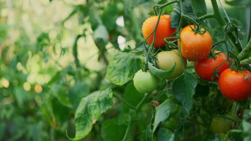 tomatoes ripen on a branch in open ground, drops of water after a short summer rain, close-up from copy space about the concept of natural products from your own farm, eco-friendly products for table