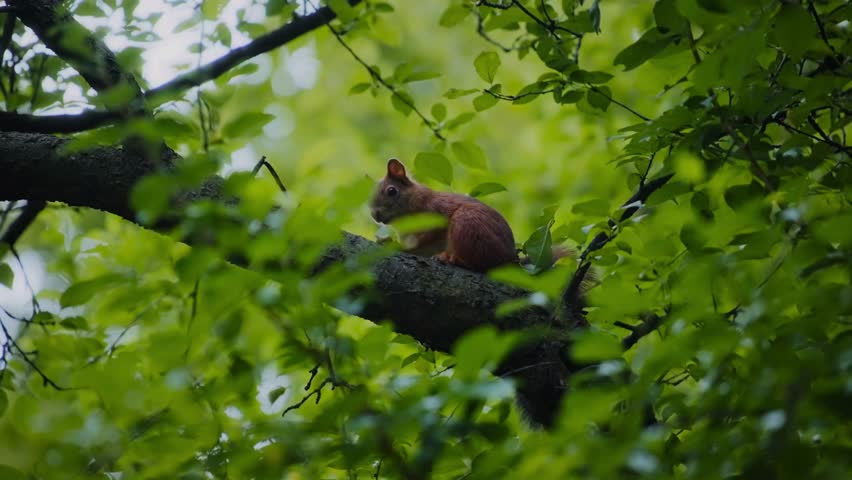 Squirrel Sitting in a Beautiful Majestic Tree