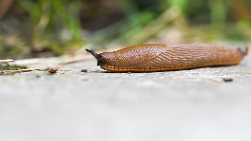 Spanish slug killer move slowly over ground near ant on in damp area. Agricultural pest threat crops, invader consume vegetation, harmful slug as natural decomposer of dead plants, nutrient recycling