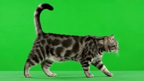 "Graceful Brown Tabby Cat Walking Through Lush Green Background, Nature Scene with Playful Black and Brown Stripes" 4k quality  - Powered by Shutterstock - Get 15% off with code: PIKWIZARD15