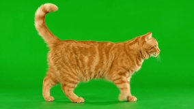 "Orange Tabby Cat Walking Gracefully on Vibrant Green Screen Background Grass, Playful Feline in Lush Natural Environment" - Powered by Shutterstock - Get 15% off with code: PIKWIZARD15