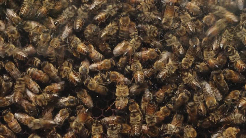 Swarm of Bees Huddled Together on Honeycomb Frame in a Beehive