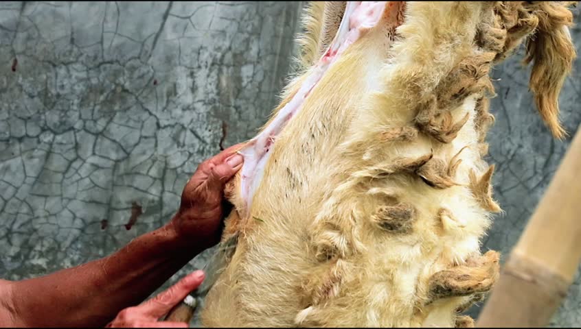 A person prepares an animal hide using a hand tool outdoor. The process involves removing fur to show the skin, creating a detailed view perfect for cultural or informational content.