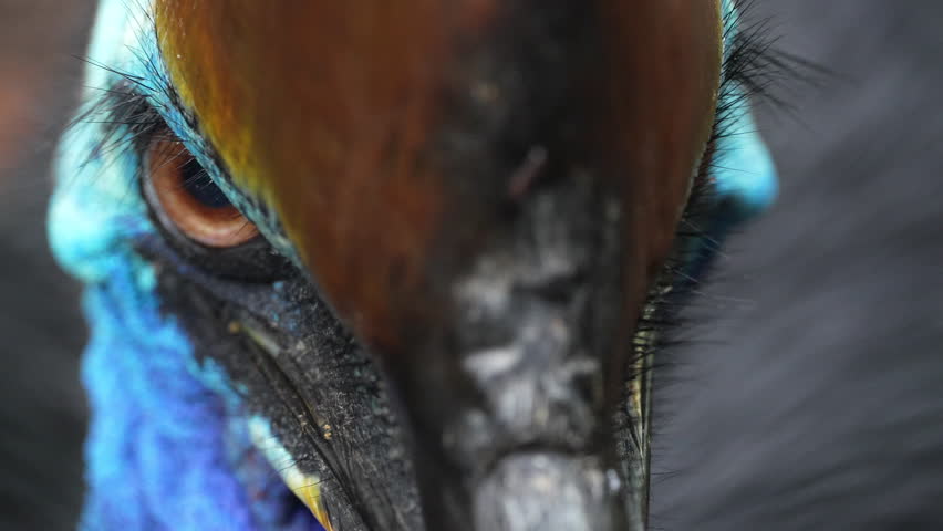 Extreme Close Up of Cassowary Face with Eye Looking into Camera. Staring directly into the camera. The prehistoric bird’s distinctive features are highlighted in sharp detail.