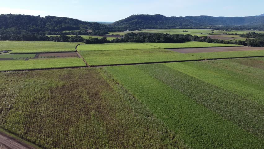 4K drone shot of a large sugarcane plantation with mountains in the background in North Queensland, Australia