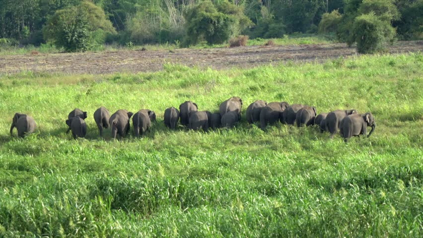 A herd of elephants in the middle of a grassland