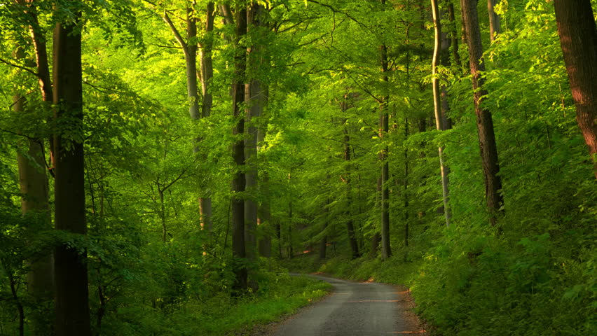 Trail in a lush, fresh green beech forest in gorgeous warm sunlight in a spring morning
