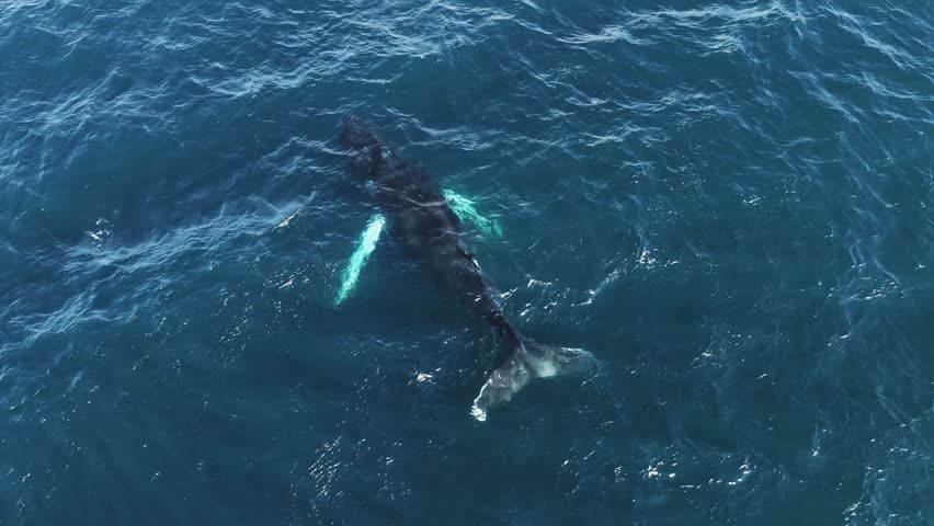 Serene aerial view of deep blue ocean with visible white foam. A whale creates ripples and splashes as it swims near the surface in Icelandic waters.