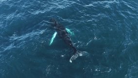 Serene aerial view of deep blue ocean with visible white foam. A whale creates ripples and splashes as it swims near the surface in Icelandic waters. - Powered by Shutterstock - Get 15% off with code: PIKWIZARD15