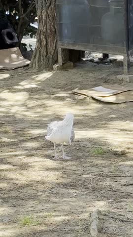 Closeup of seagull performing grooming routine on ground in city park near tree: calmly scratching under wing by beak, observing surroundings, walk slowly as restaurant worker walks past in background