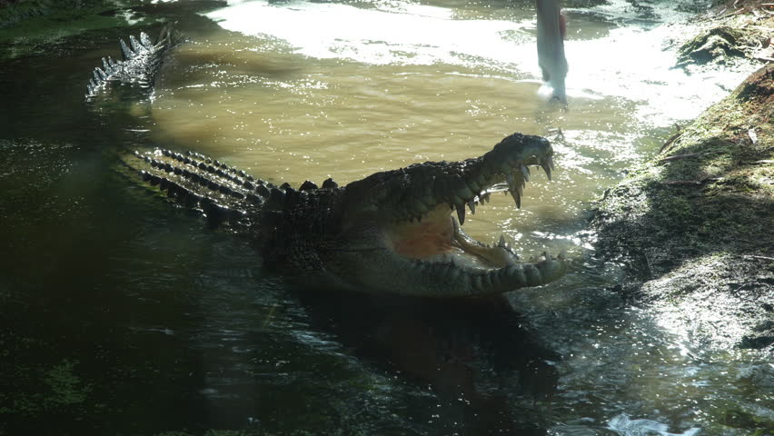 Dynamic shot of a crocodile half-silhouetted in shimmering swamp water. The reptile thrashes and snaps its jaws while attacking prey, showcasing raw predator behavior in a wild wetland setting.