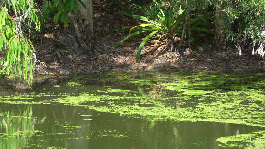 Locked-Off Shot of Mossy Swamp Waters by Bank with Trees in Breeze. Static locked-off shot of moss-covered swamp waters along a riverbank. Trees sway gently in a slight breeze, creating a calm scene 