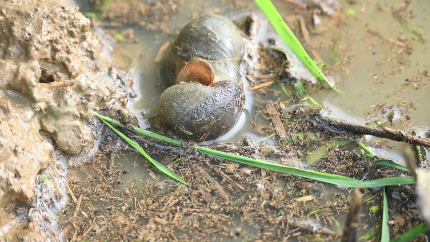 Pomacea canaliculata snail mating. Its common name golden apple snail and channeled apple snail. Its species of large freshwater snail   aquatic gastropod mollusc in family Ampullariidae.
