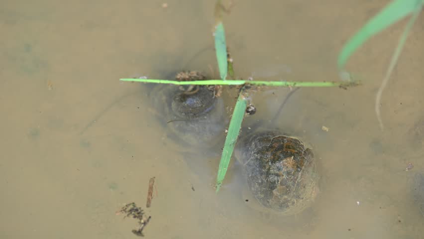 Pomacea canaliculata snail mating. Its common name golden apple snail and channeled apple snail. Its species of large freshwater snail   aquatic gastropod mollusc in family Ampullariidae.