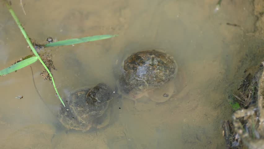 Pomacea canaliculata snail mating. Its common name golden apple snail and channeled apple snail. Its species of large freshwater snail   aquatic gastropod mollusc in family Ampullariidae.